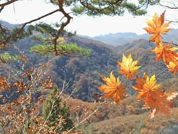 2004新澳门天天开好彩,澳门彩票的繁荣与魅力，回顾2004新澳门天天开好彩的历史轨迹